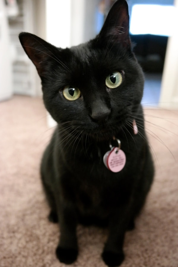 black cat with green eyes and pink collar
