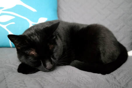 black cat curled up tightly on grey couch